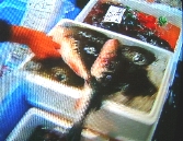 Kugelfische auf Japanischem Fischmarkt - Spiegel TV (C) 2003